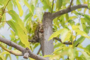 groen bladeren van een mango boom foto