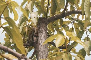 groen bladeren van een mango boom foto