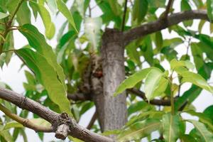 groen bladeren van een mango boom foto