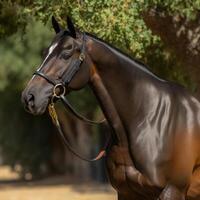 dichtbij omhoog van bruin paard vol lichaam beeld generatief ai foto