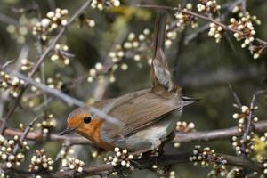 Robin met haar staart omhoog terwijl neergestreken foto