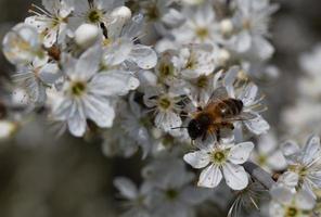 wild bij bezoekende een mei bloem boom foto