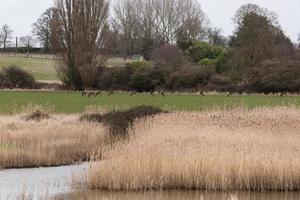 suffolk coutryside met wild hert foto