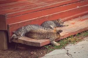 slapende kittens op een houten veranda op een zonnige dag