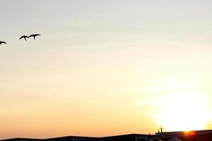zonsondergang schemer schemering avond tijd lucht achtergrond met vogelstand schaduw en gebouw hieronder foto