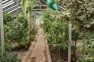 kas met een groot verscheidenheid van groen planten. de concept van aanplant gewassen in de lente. foto