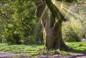 natuurlijk landschap met uitzicht op vegetatie en een grote boom foto