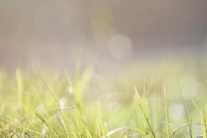 delicate lichtgroene achtergrond met gras en onscherpte foto