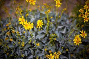 boerenwormkruid Jakobskruiskruid bloem foto