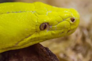 dichtbij omhoog hoofd van goud python, netvormig Python foto