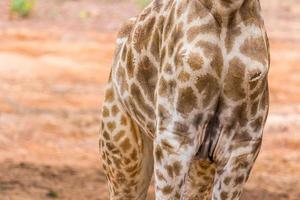 lichaam van Masai giraffe foto