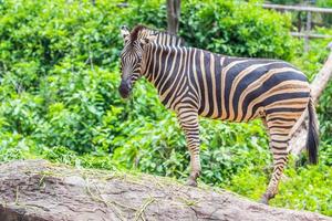 gezicht en hoofd van zebra tussen aan het eten foto