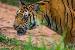 Koninklijk Bengalen tijger zien de doelwit foto