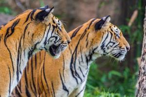 twee tijger dichtbij de hen oog foto