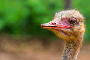 struisvogel hoofd close-up foto