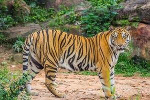 vol slechterik van Koninklijk Bengalen tijger foto