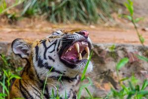 tanden Koninklijk Bengalen tijger foto