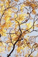prachtige herfst bos met gele bladeren foto