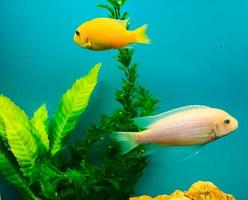 veelkleurig helder vis zwemmen in de aquarium. aquarium met klein huisdieren. foto