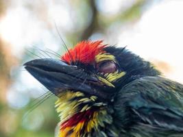 dichtbij omhoog de gezicht van jeugdig koperslager barbet vogel foto