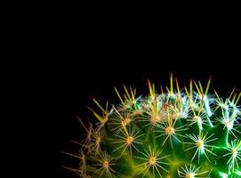 levendig groen van mammillaria cactus Aan zwart achtergrond foto