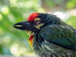 de gezicht van jeugdig koperslager barbet vogel foto