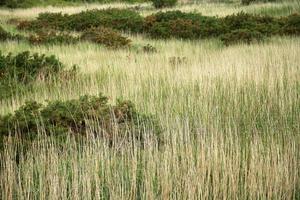veld- met hoog droog gras en groen struiken, met drie lijnen van met weerhaken draad foto
