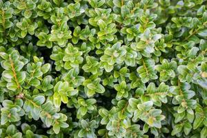 groen buxus achtergrond foto