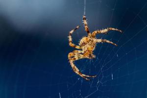 close-up van een spin op zijn web foto