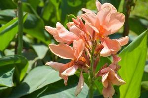 canna bloem veld- met mooi kleuren bloeiend in de tuin foto