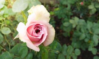 wit roze roos, groen wazig achtergrond met oranje licht. foto