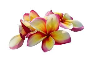 roze plumeria bloem geïsoleerd Aan wit achtergrond hebben knipsel pad foto