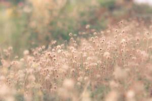 bloem veld, weide wild wijnoogst paardebloem in zomer natuur ochtend- gras schoonheid tuin licht foto