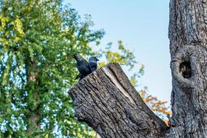 twee jack daw vogels zittend op een grote boomstam foto
