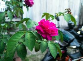 roze rosa gallica bloemen in de werf foto