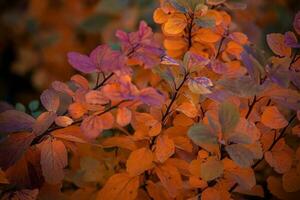 rood herfst bladeren van de struik in de warm middag zon in de tuin foto