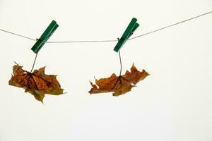 kleurrijk herfst esdoorn- blad Aan een wit geïsoleerd achtergrond vastgemaakt met een sluiting klem hangende Aan een draad foto
