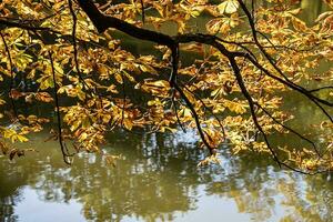 herfst kastanje boom met gouden geel bladeren in warm zonneschijn Aan water achtergrond foto