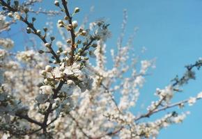 natuurlijke bloemenachtergrond van een bloeiende fruitboom. foto