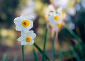 witte narcissenbloemen op een vage groene achtergrond