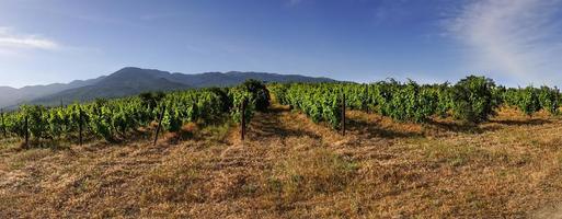 panorama van wijngaarden op de achtergrond van de bergen. foto