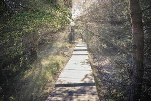 houten voetpad in het bos in de natuur foto