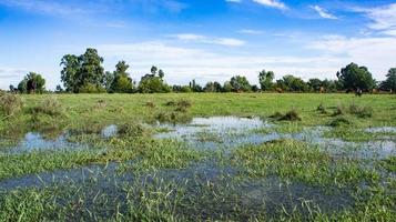 natuurlijk landschap van een groen veld foto