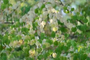 natuurlijke achtergrond van gele en groene bladeren foto