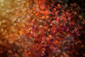 rood herfst bladeren van de struik in de warm middag zon in de tuin foto