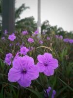 ruellia simplex of kencana ungu leugenaar foto