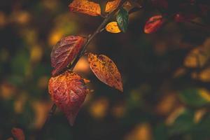rood en oranje herfst bladeren van de struik in detailopname Aan een warm dag in de tuin foto