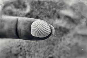 weinig wit zee schelp gehouden in handen Aan een strand foto