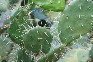 origineel achtergrond gemaakt van groen cactus, met scherp stekels in detailopname foto