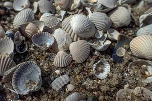 achtergrond van wit klein zee breekbaar schelpen aan het liegen Aan de strand foto